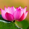 Dr. Pankaj.S.thattai.'s profile picture