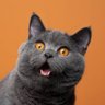 skindra servo's profile picture