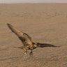 Фото профиля Al_enazi