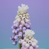Фото профиля SAPhillips9
