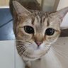 lulucat profil fotoğrafı