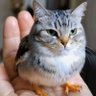 Profilbild von 猪不上天才怪