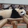パンダぱん profil fotoğrafı