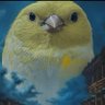 SercangsveaptalFBtaraftarıdüşmanlığı💛💙🐺's profile picture