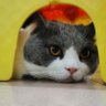 hong's profile picture
