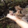 Фото профиля 大須賀やよい