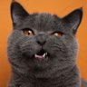 Profilbild von Solo