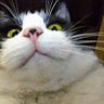 アック 的头像