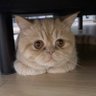 さくのじょう 的头像