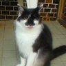 ねこぱふぇ's profile picture