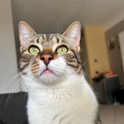 SimoneSilvan2's profile picture