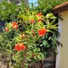 Profilbild von Sultan