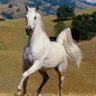 لا اريد الا الصدق الكذب مرفوض's profile picture