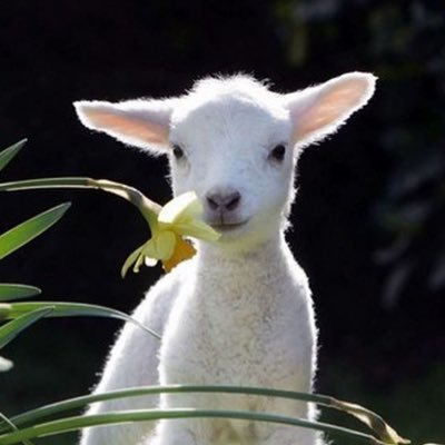yagiparkyagi's profile picture