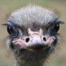 Debbie Hickmott profil fotoğrafı