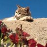 abdu farag profil fotoğrafı