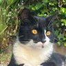 Gatto Ferroviere - phd🧯📻💦🐙🍄🧱🦆🧻🚌 📐😼🗿's profile picture