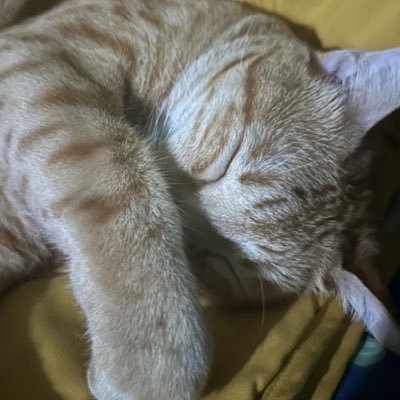 MayaLoveSUA ไม่ได้รัฐธรรมนูญใหม่ทันเลือกตั้ง😖's profile picture