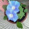 Фото профиля PLANT & SOLAR