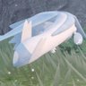Kugi's profile picture