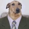 azis's profile picture
