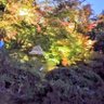 桜サク profil fotoğrafı