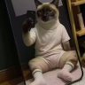 唐沐然tabos's profile picture