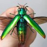 Фото профиля Sambeliler