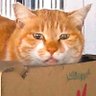 オレンジねこ's profile picture