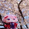 Profilbild von しのわ