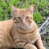 Orange Fluffy profil fotoğrafı