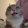 𝙶𝚑𝚞𝚜𝚝𝚊ˢᶜᶜᵖ's profile picture