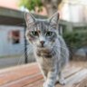 Gato 的头像