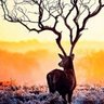 ノギグチウナム profil fotoğrafı