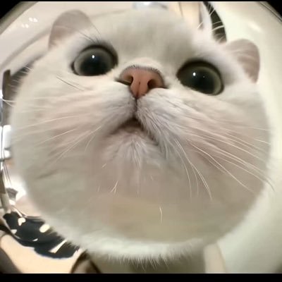 ซารัง 🐈 ྀི's profile picture