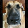 smart dog's profile picture