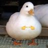 猛踹瘸子那条坏腿🇨🇳 的头像