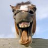 Buribbi's profile picture