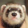Runt Wanvareen 的头像