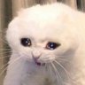 yufan's profile picture