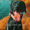 Profilbild von Ebony (future assistance dog in the making)