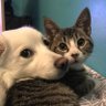 Фото профиля Cats And Dogs