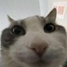 Profilbild von samo jackson