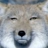くさ's profile picture