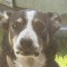 sheeptramp's profile picture