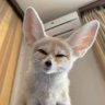 Фото профиля ll Mr Roo ll