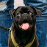 Profilbild von DogSpot Media
