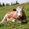 Moo Cow 的头像