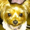 鷹の目のミホーク's profile picture
