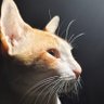 Raja raja cholan 👑 profil fotoğrafı